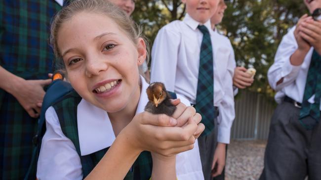 Best-laid plans: Kinross Wolaroi School students work in the school garden as part of The regional Engagement Enterprise program. Pictures: Rachel Gordon