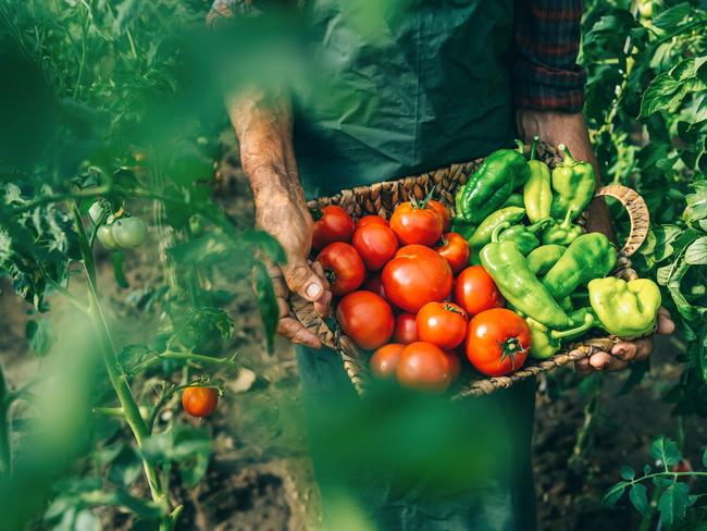 EMBARGO FOR TWAM, 14 SEPTEMBER 2024. FEE MAY APPLY.  Mature farmer carrying vegetables in basket