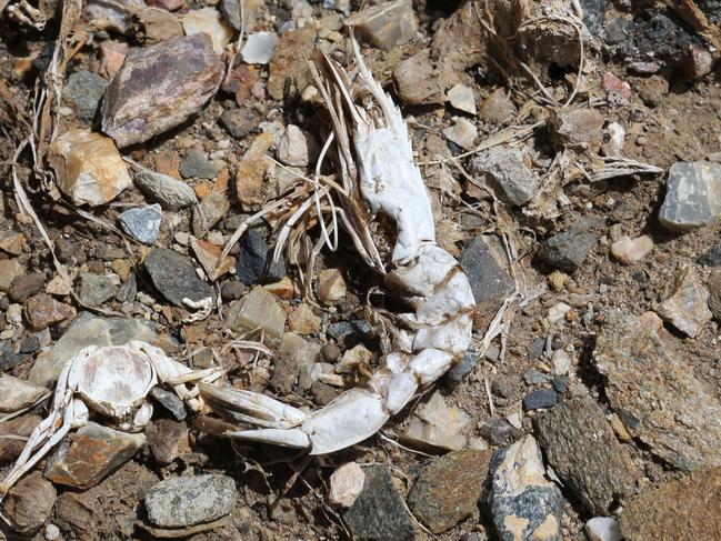 Bleached prawn shells are all that remain in drained ponds where a million dollars worth of prawns were lost to white spot at Paradie Prawn Farm . Picture Glenn Hampson