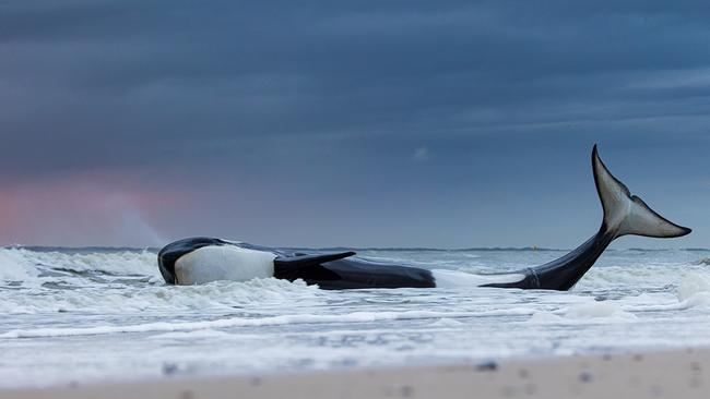 Initially rescued, this orca in the Netherlands was stranded again on the beach and died. Research shows that orcas in European waters are often contaminated with banned chemicals which results in inevitable fatalities. Picture: Lennart Verheuvel/Wildlife Photographer of the Year