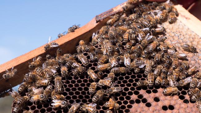 Bees on a honeycomb at an apiary in Somersby. Picture: Gregory Plesse/AFP