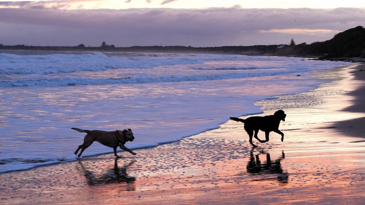 Geelong dog off-leash areas: Ocean Grove main beach could be off limits |  Geelong Advertiser