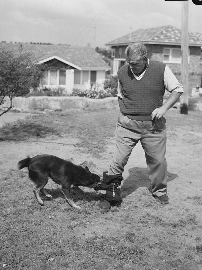 Adam Denholm training a dog in 1959. Picture Alec Iverson, State Library of NSW