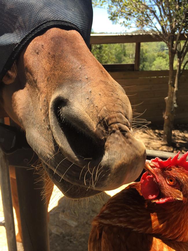 Buddy and Chilli: Couple goals! Krystal from Worongary sent in this pic of her pets Buddy the horse and Chilli the chicken sharing a smooch.