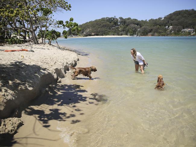 Jess Donaldson and her two golden spaniels Charlie and Frankie at Palm beach dog friendly beach. Photo: Mark Cranitch.