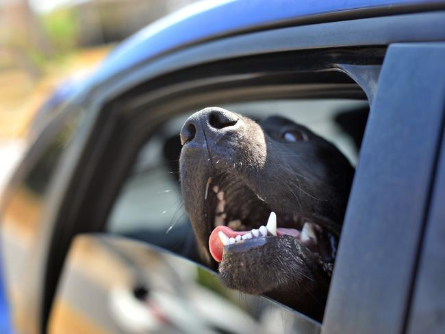 Don't leave your dog in the car this summer.Photo Brenda Strong / The Observer