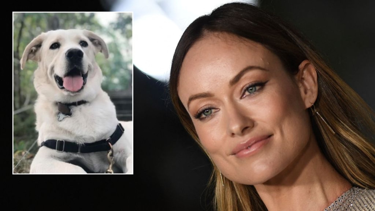 LA dog rescue clarifies what happened to Olivia Wilde’s golden ...