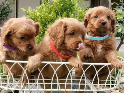 Cavoodle puppies advertised on Gumtree for $8000 each