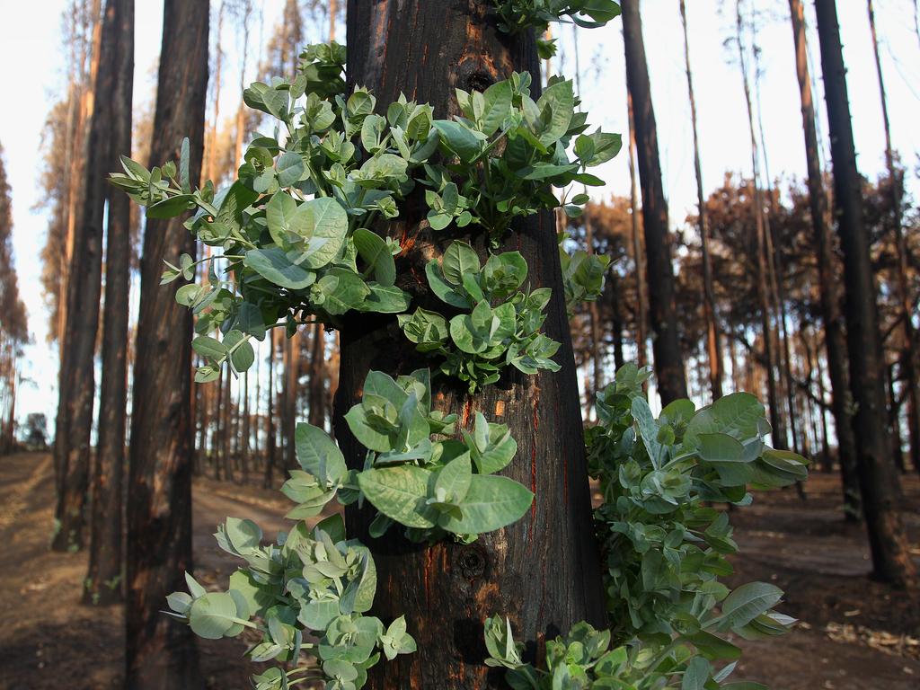 Signs of regrowth could be seen just a month after the fires. Picture: Lisa Maree Williams/Getty Images