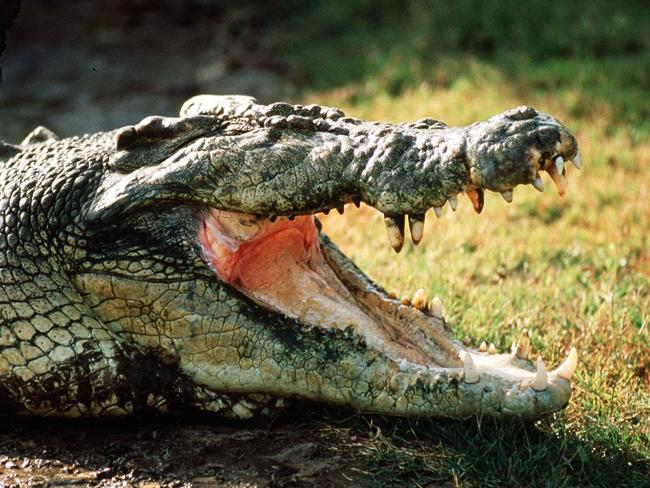 Crocodile kills golfer in Kruger National Park, South Africa | news.com ...