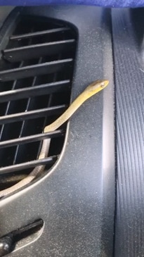 Snake found lurking in car air con