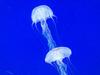 Woman taken to hospital following marine sting