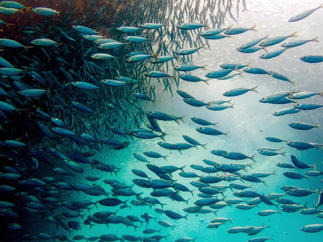 WM8042 Sardine Run in Moalboal, Cebu, PhilippinesPhoto - AlamyEscape 1 Sept 2024