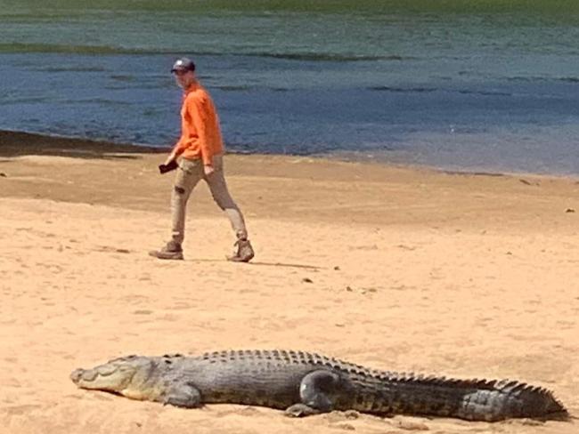 An alarming photo of a man with a phone in his hand standing only metres away from a Far North croc has angered the internet with some worried this will impact the animal. Picture: Supplied