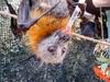 Injured flying fox Werribee Open Range Zoo