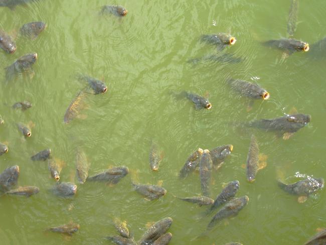 Carp orgies and better conditions for native fish sex could both help restore the River Murray. Picture: Peter West