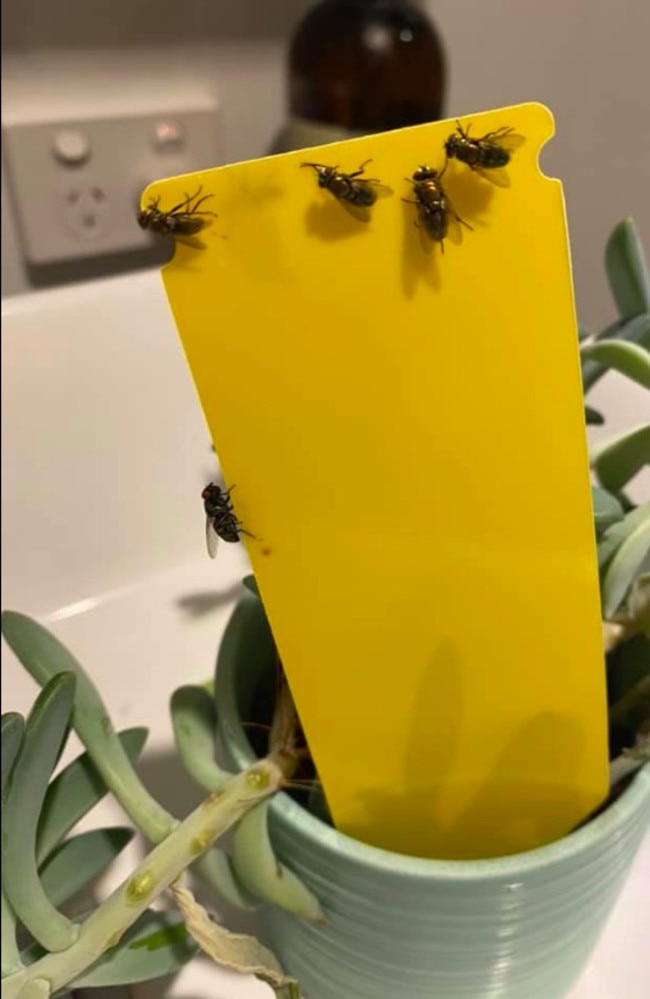 How to get rid of gnats from houseplants: Melbourne man shares simple hack  using three products