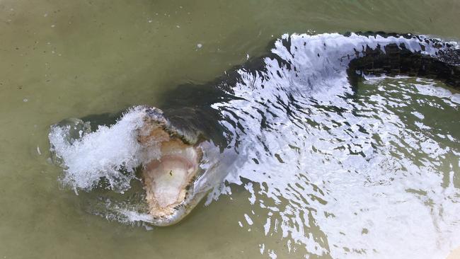 The popular five metre croc had no teeth. Picture: PETER CARRUTHERS