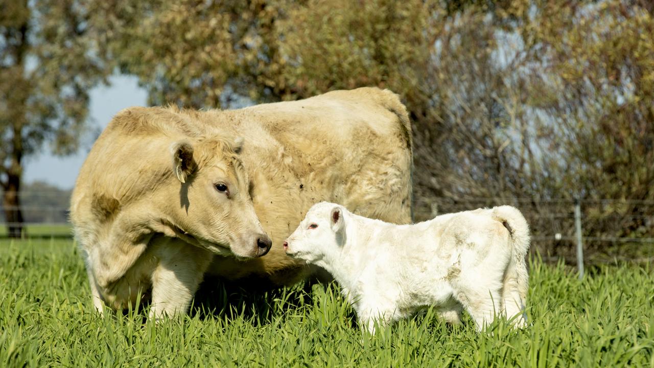 Tips for managing cow fertility