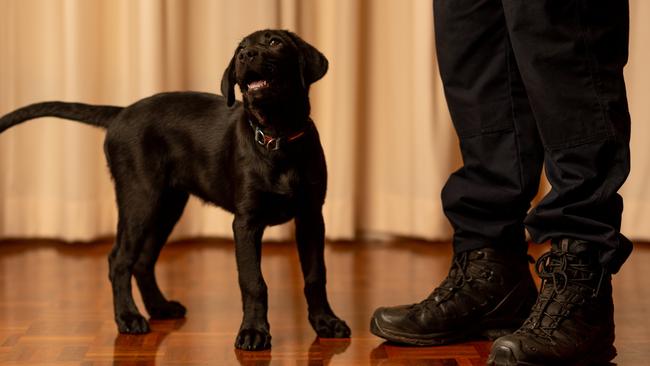 Kobe at the feet of her trainer Acting Senior Sergeant Tyron Bellman. Picture: Che Chorley