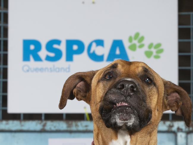 'Holly' the Rhodesian ridgeback x great dane waits to be adopted. RSPCA Big Adopt Out day, Brisbane Showgrounds. Saturday September 14, 2019. (AAP Image/Renae Droop)