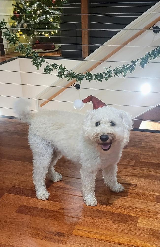 Harry: Tim Chamberlain's 1 year old Schnoodle