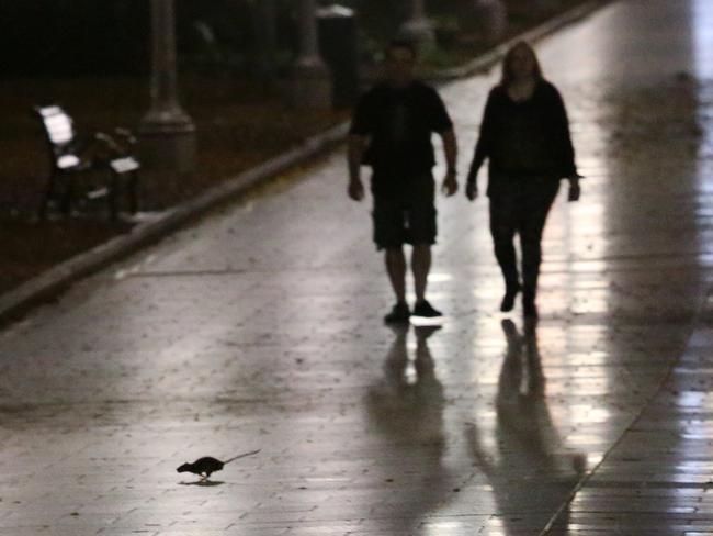 A rat dashes across a Hyde Park pathway. Picture: Richard Dobson