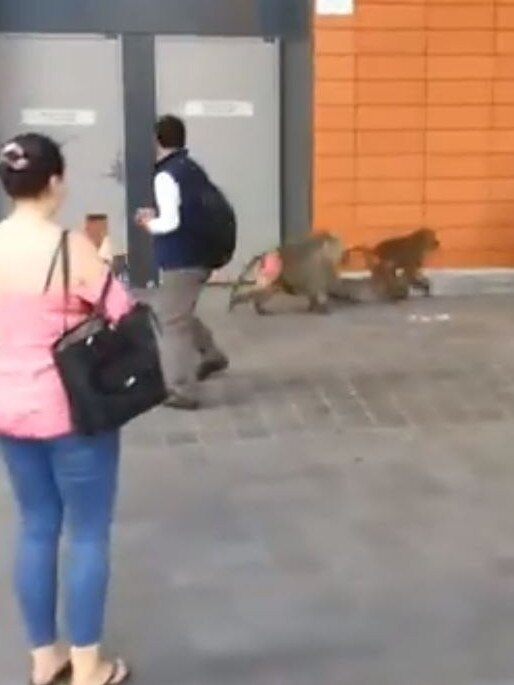 A video grab shows two of the baboons making a run for it at RPA Hospital in Camperdown. Picture: Michael Tran