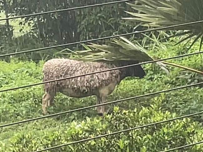 One-year-old sheep Shirley takes shelter under a palm tree as wind husts and heavy rain batter the Whitsundays.