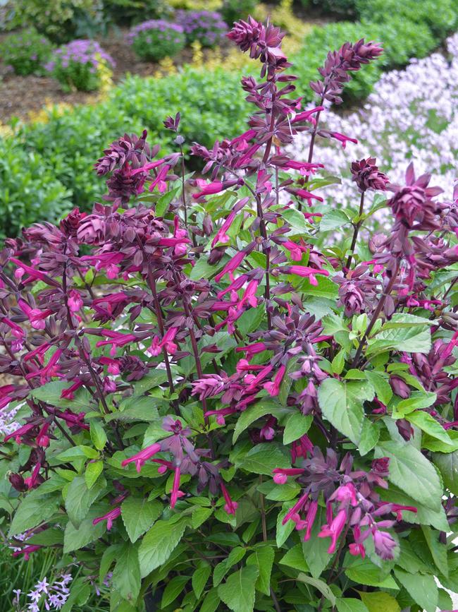 Salvia ‘Love and Wishes’