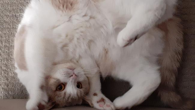 Brooklyn Park emotional support cat Luna-Marie has been crowned SA's cutest cat. Picture: Supplied