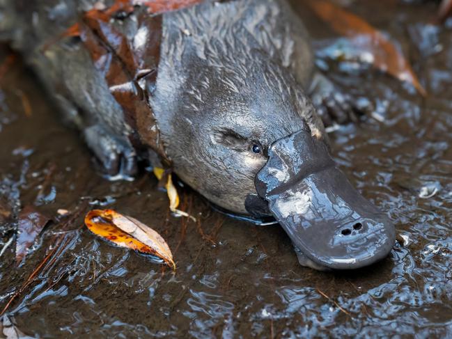 The Hobart Rivulet Platypus' Pete Walsh has won a Canon grant to continue making a second documentary on two female platypuses. Photo: Hobart Rivulet Platypus