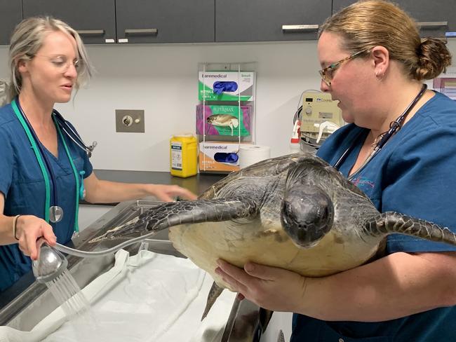 Vet nurses Kay Burns and Amanda Atkinson examine the green sea turtle that was brought into the Animal Emergency Service in Tanawha, on the Sunshine Coast, on October 14. Picture: AES