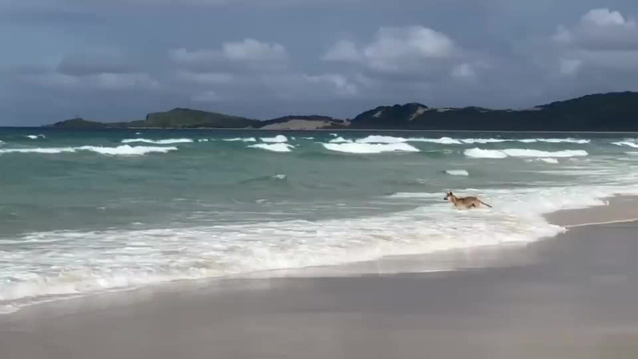 Sharks and dingoes on the beach at K'gari.