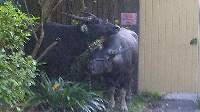 The two buffalo resting in a yard on King St, Newtown. Picture: Twitter Source: Supplied