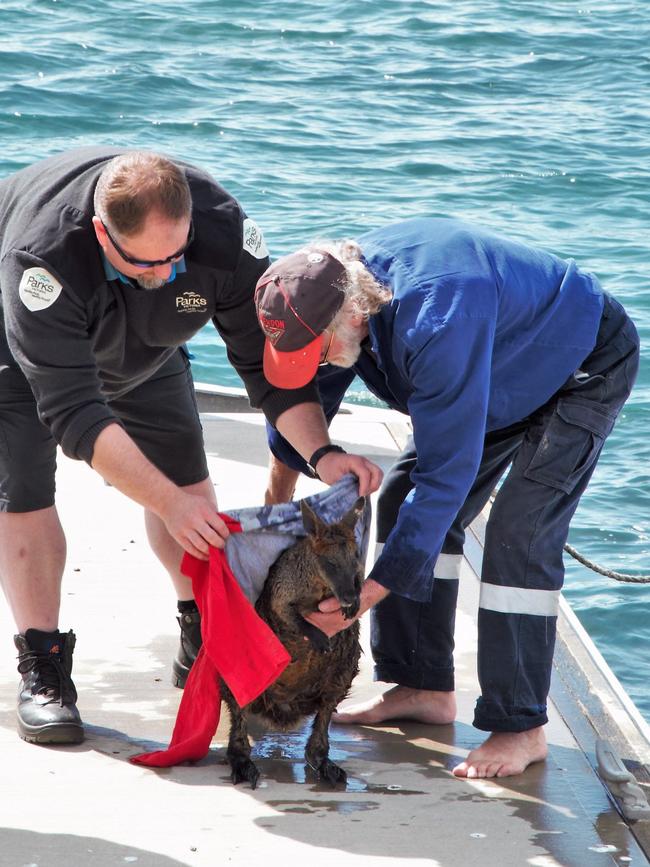 The pair dry off the wallaby. Picture: Bruce Colyer Facebook