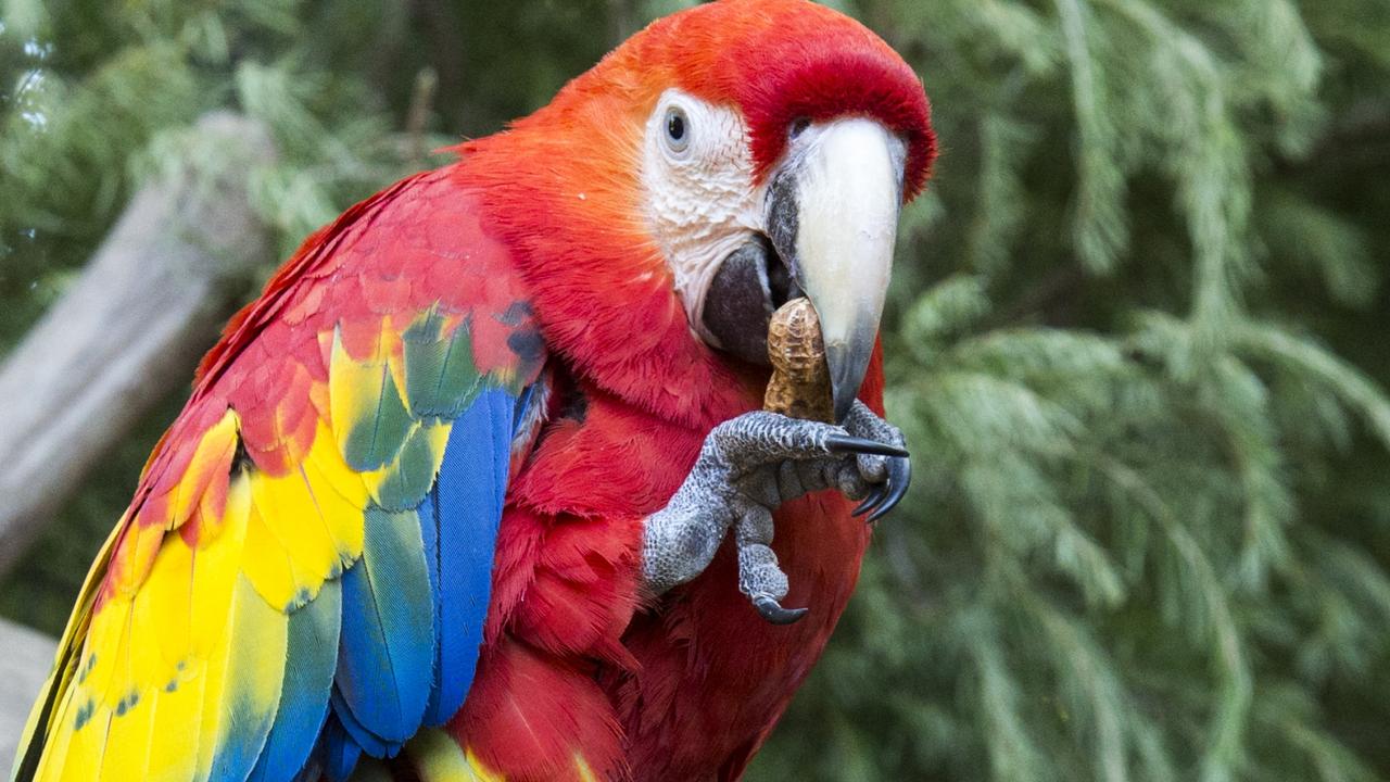 SUNDAY MAIL PULL THROUGH - Adelaide Zoo animals enjoying their food -  Allen the male Scarlet Macaw.
