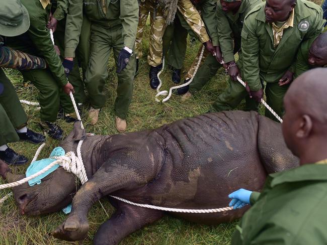 Kenya Wildlife Services (KWS) translocation team members assist a sedated female black rhinoceros into a safer position before loading the animal into a transport crate. A full report is due to be produced next week. Picture: Tony Karumba