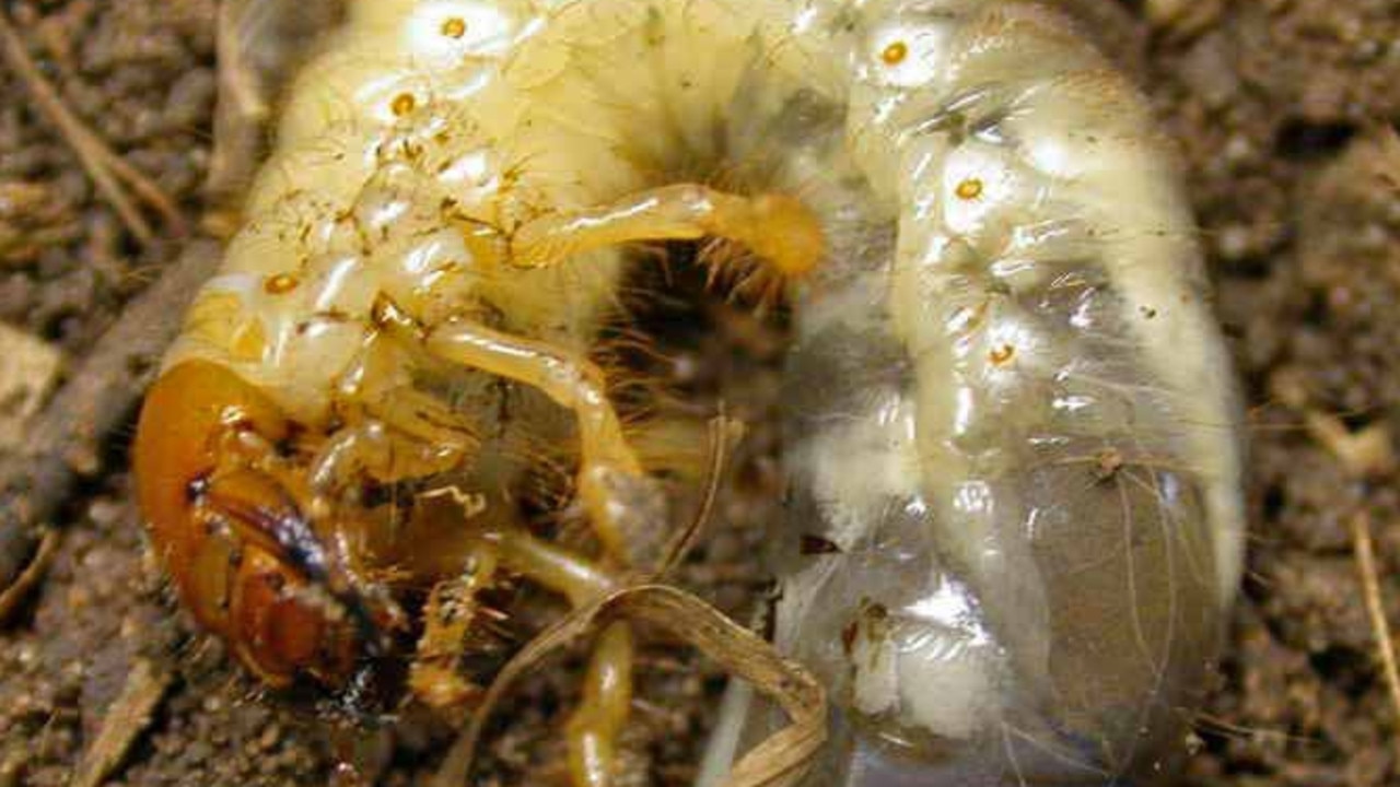 Lepidiota larva