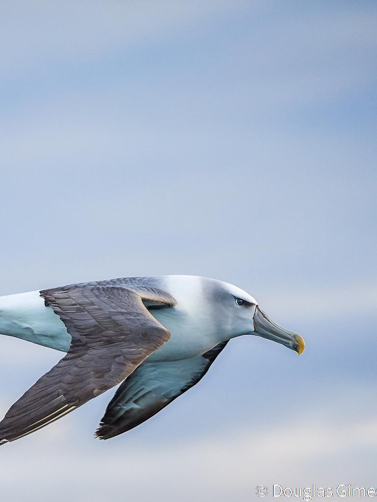 Animal Portrait winner ‘A White-capped at Sunset’ by Doug Gimesy. Picture: Doug Gimesy/Australian Geographic Nature Photographer of the Year 2021