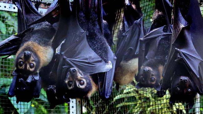 Spectacled flying foxes in the care of volunteers at Batreach Kuranda, however, locals are being warned against interacting with native bats around the region during breeding season. Picture: Brendan Radke