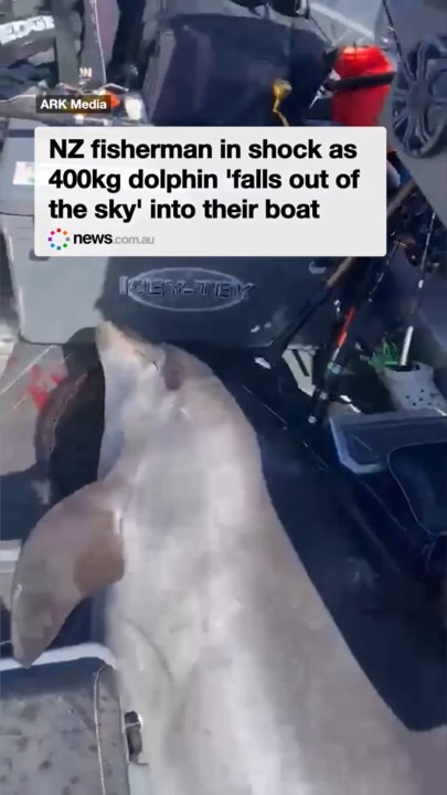 NZ fisherman in shock when 400kg dolphin 'falls out of the sky' into their boat