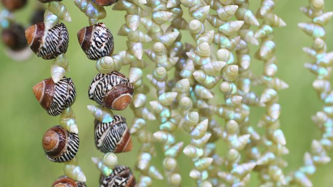 Shell necklaces handcrafted by sisters Emma Robertson and Bec Woolley. Picture: Nikki Davis-Jones