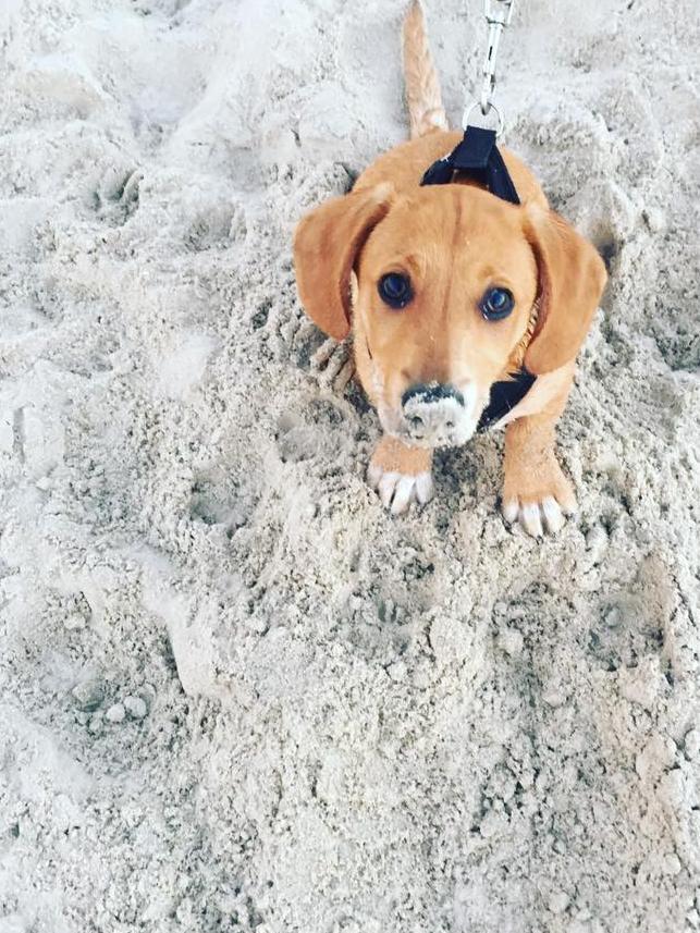 Ben Cordon’s dog Peanut is a a dacky X border collie and loves to play at the beach.