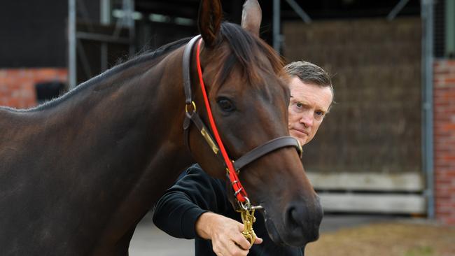 The handsome gelding, “Al” to his friends, is a good advertisement for his trainer’s ideas on health and fitness. Picture: AAP