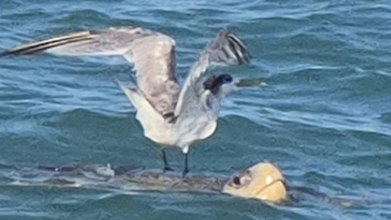 Surfing bird. Picture: Faith Holbourn