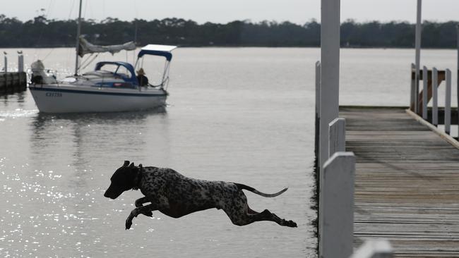 A dog jumps into the beautiful water at Metung. Picture: Alex Coppel