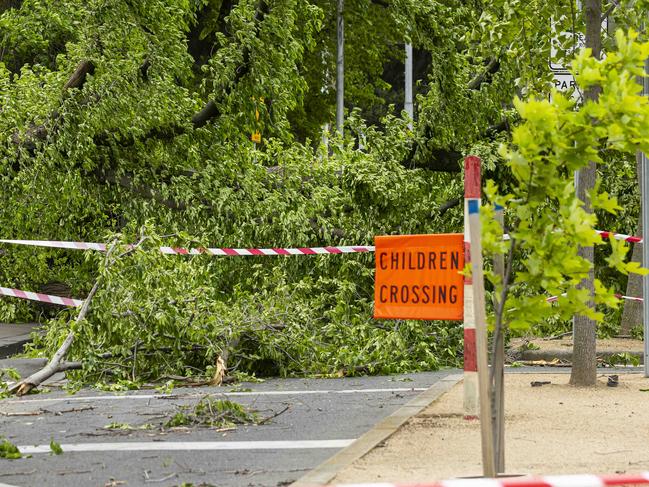 MELBOURNE, AUSTRALIA - NewsWire Photos October 29, 2021:  A fallen tree From Melbourne Grammar into Domain Street is seen in Melbourne, Victoria. Picture: NCA NewsWire / Daniel Pockett