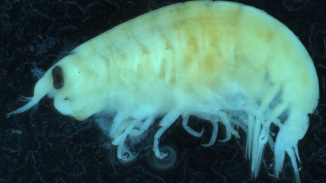 sea lice bites on humans