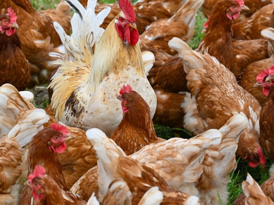 Poultry products from Victoria banned after avian influenza outbreak